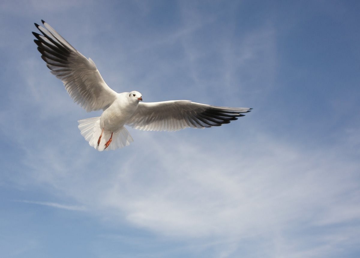 Möwe im Flug