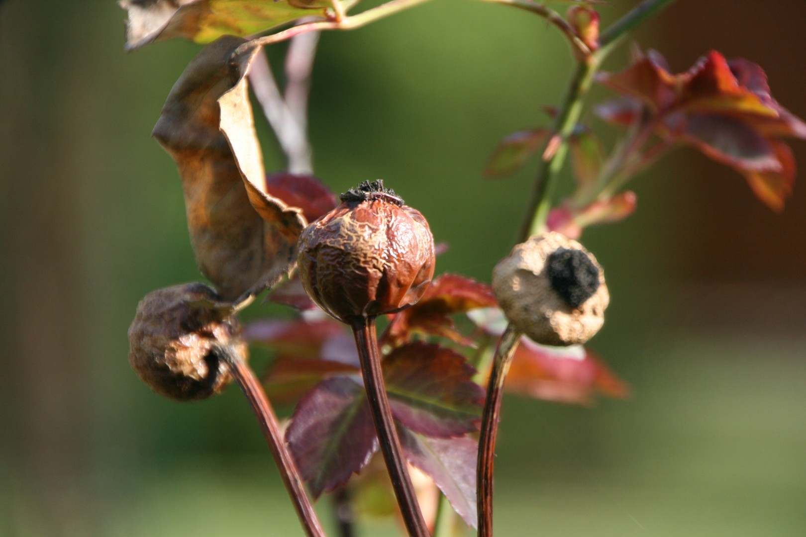 Eine Trockenblume