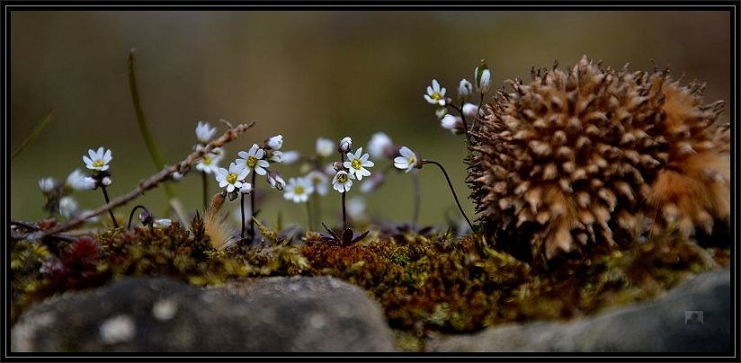 Frühlingserwachen