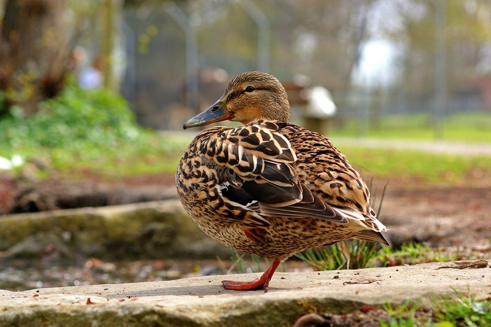 Ente im Profil