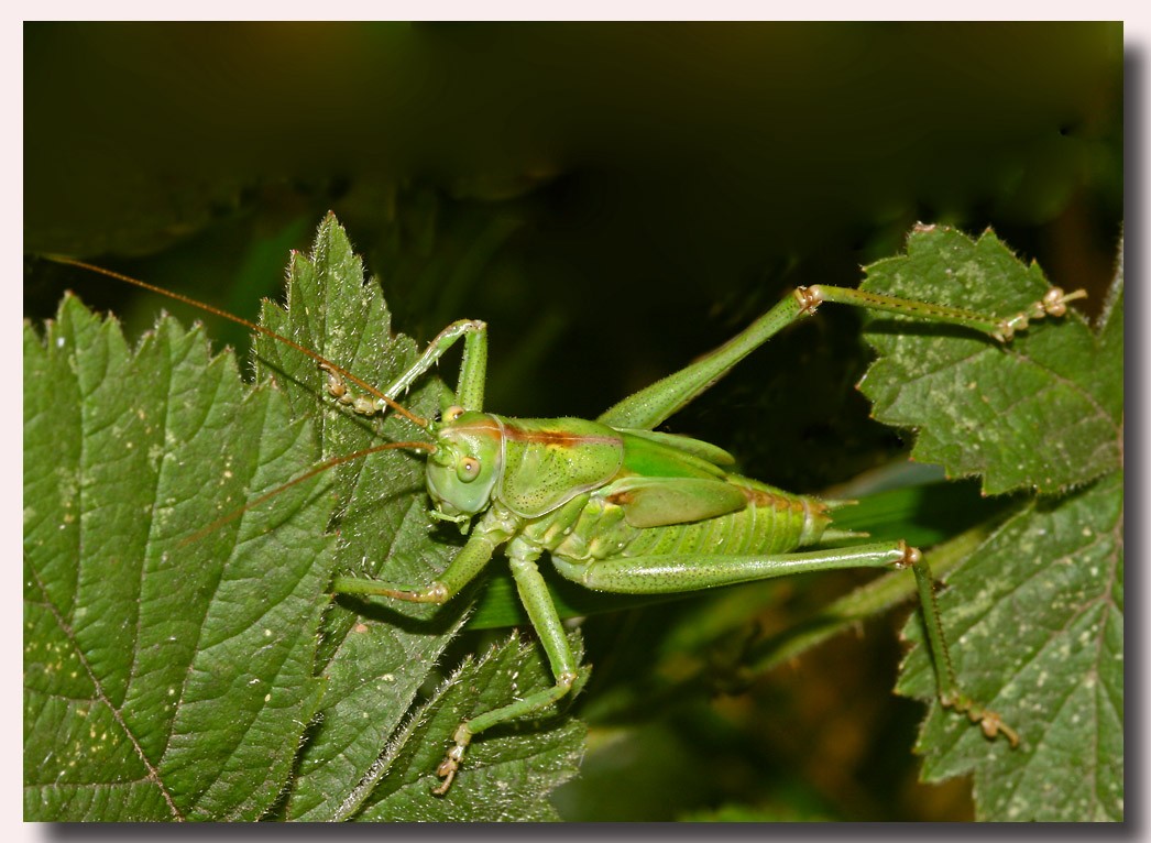 Heuschrecke die Zweite