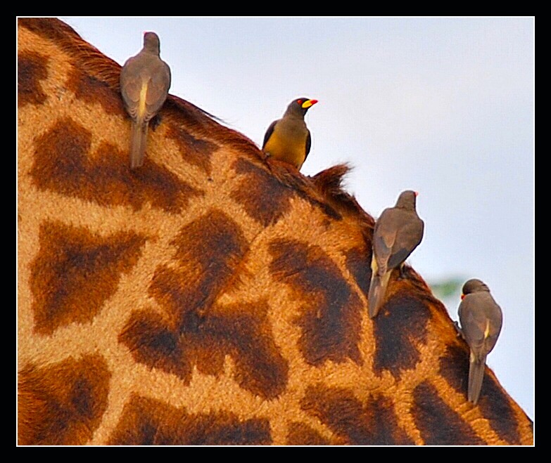 giraf met vogels