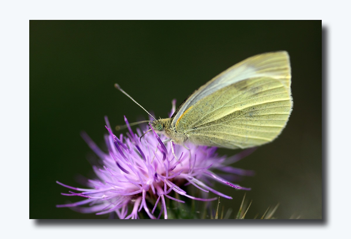 Schmetterling