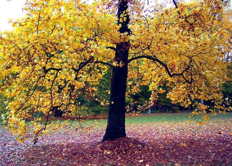 Herbst im Bremer Bürgerpark