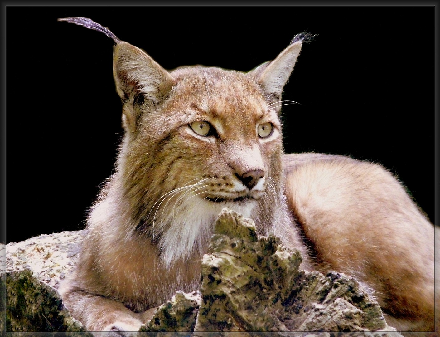 große Katze... Eurasischer Luchs