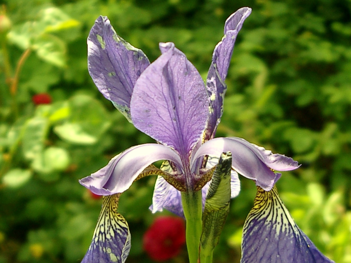 Iris