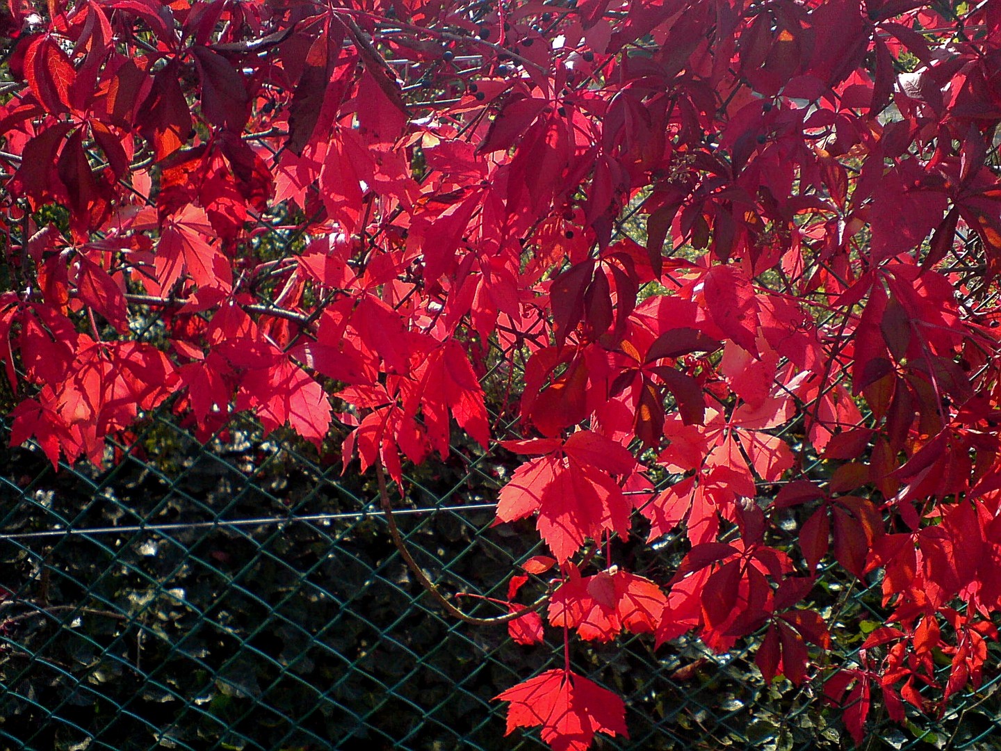 Glühendes Herbstlaub