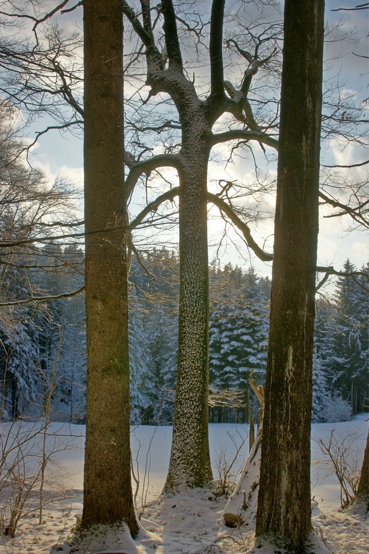 Ein Abend im Winterwald