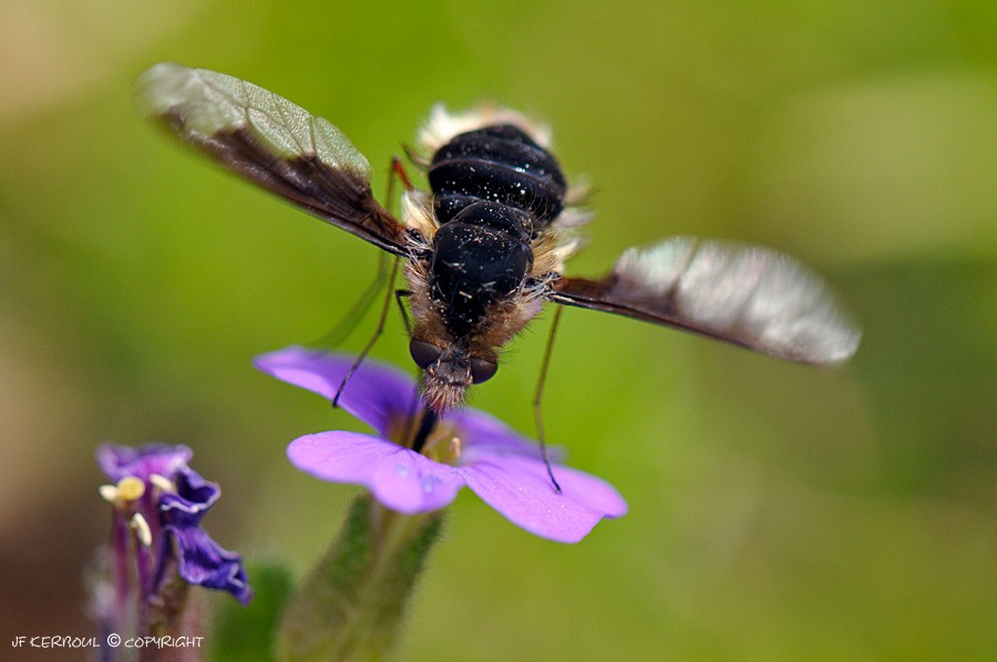 Bombyle noir