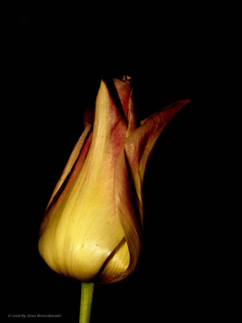 Tulpe