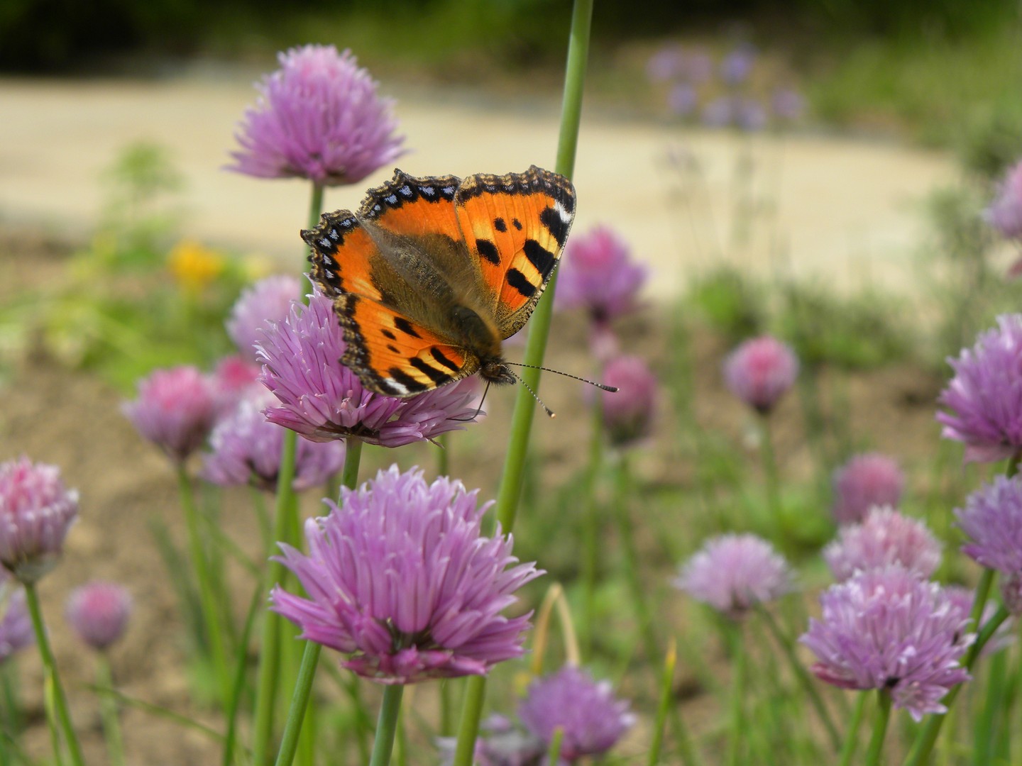 "Schmetterling "