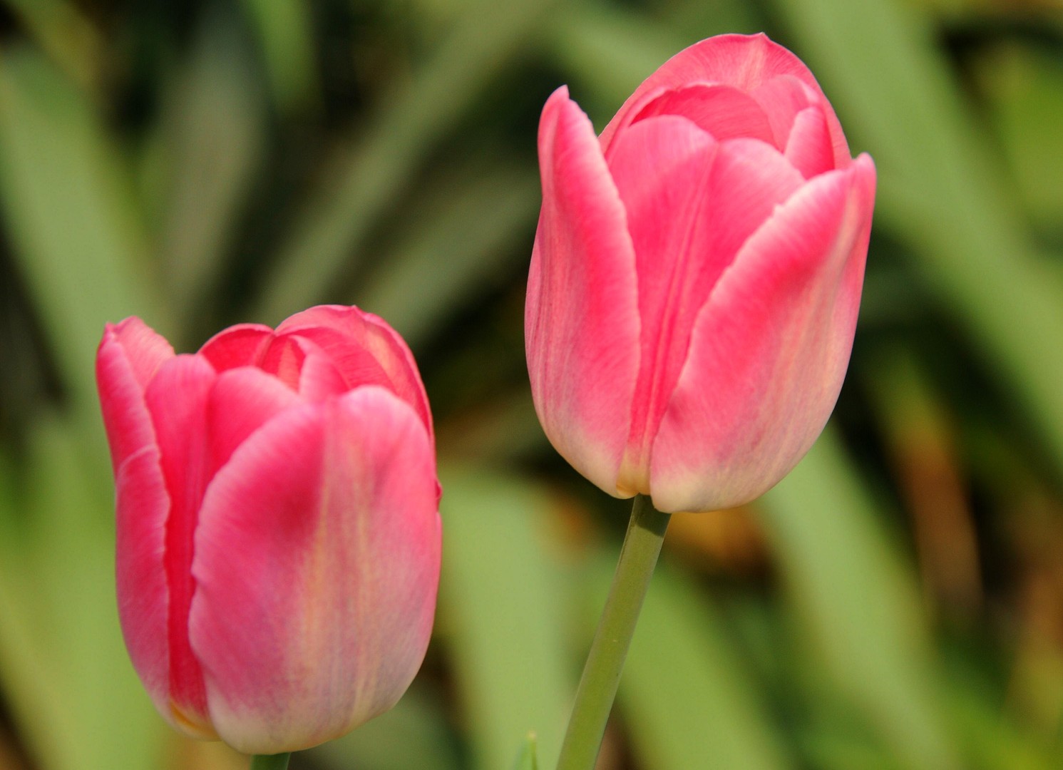 Die zwei in Pink