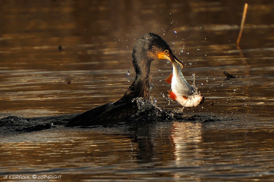 Bon pêcheur