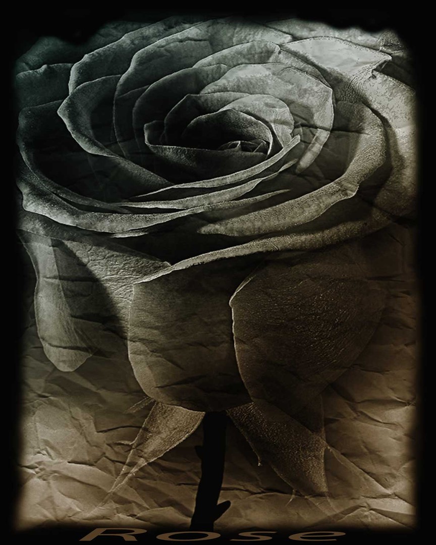 Rose mit Texture