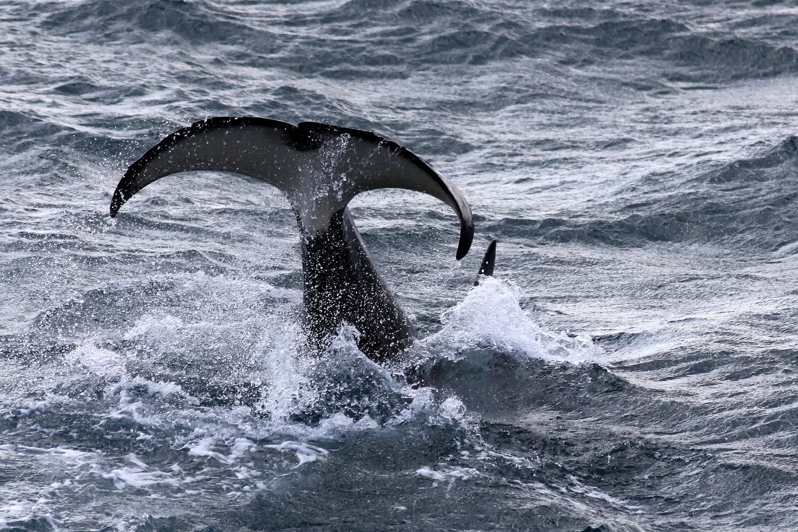 Orca in Sicht