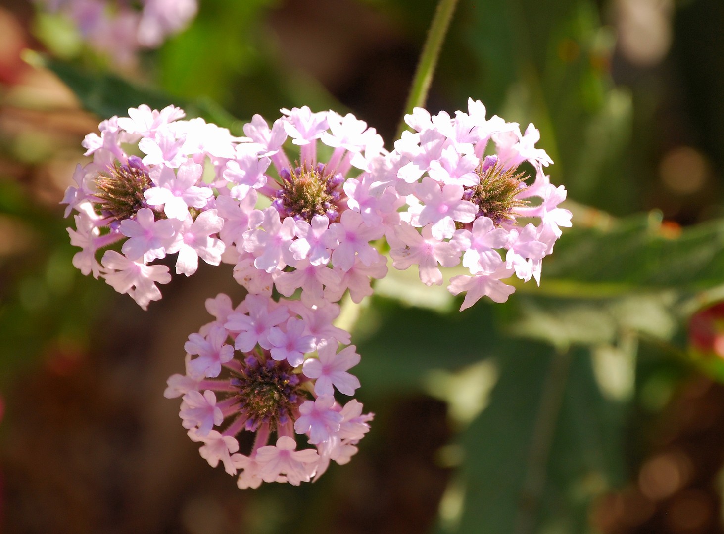 Fleurs.