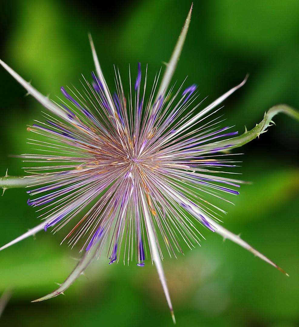 ein Blick von obenDISTEL