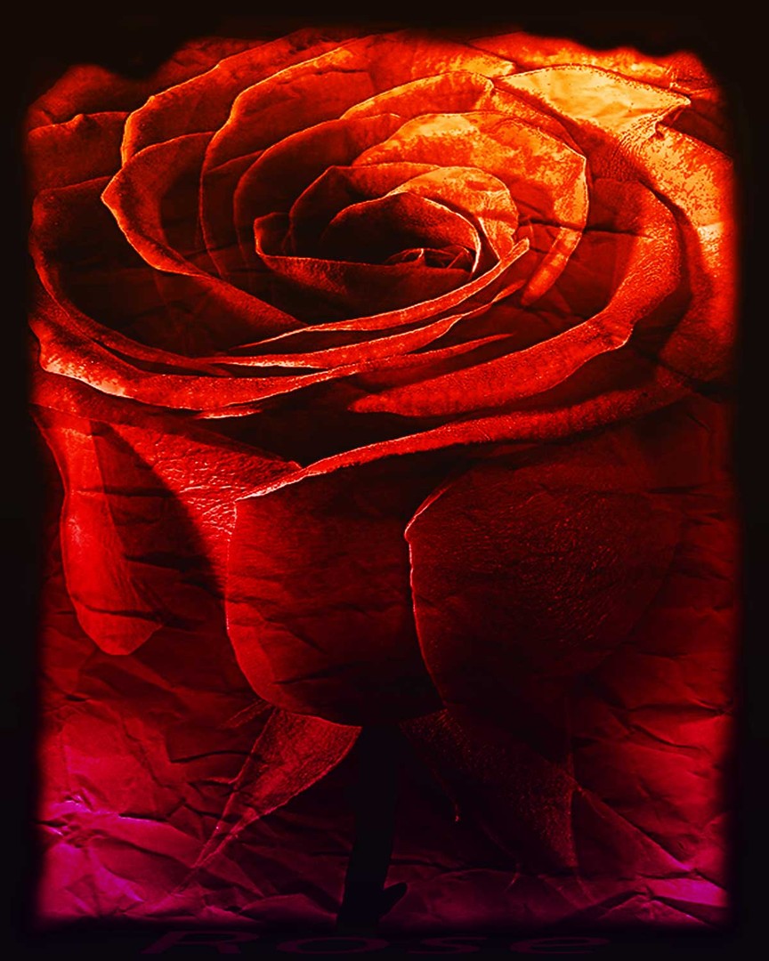 Rose mit Texture