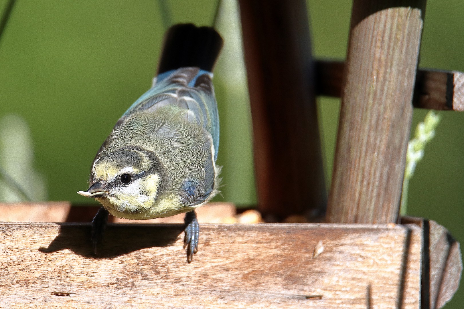 Blaumeise