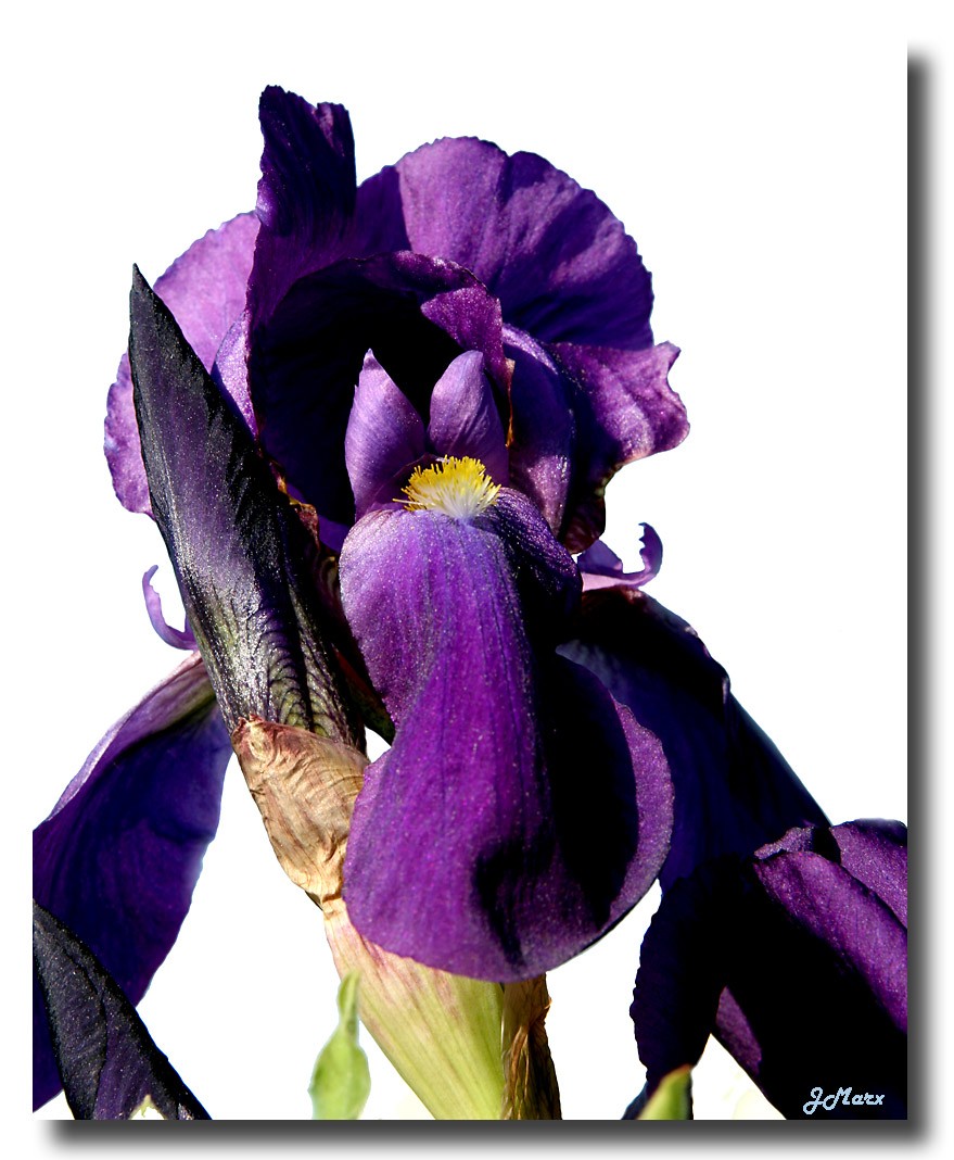 Iris