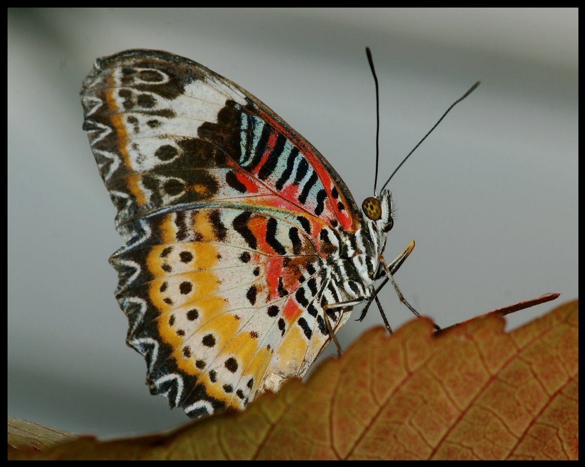 Schmetterling