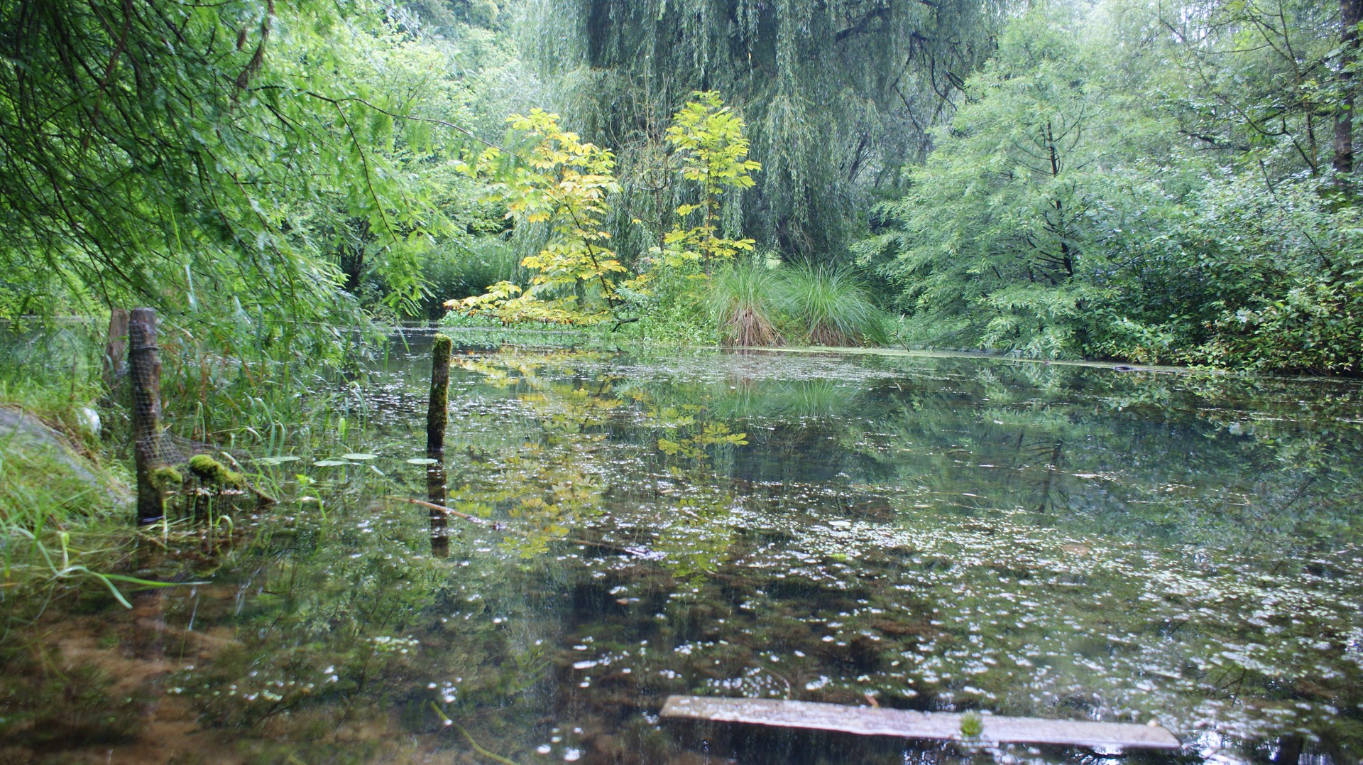 Waldsee