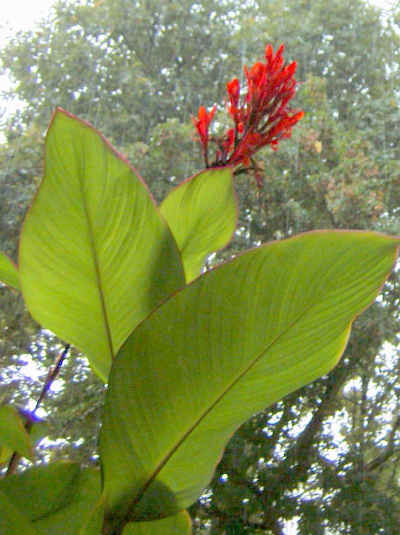 Canna auf Balkonien