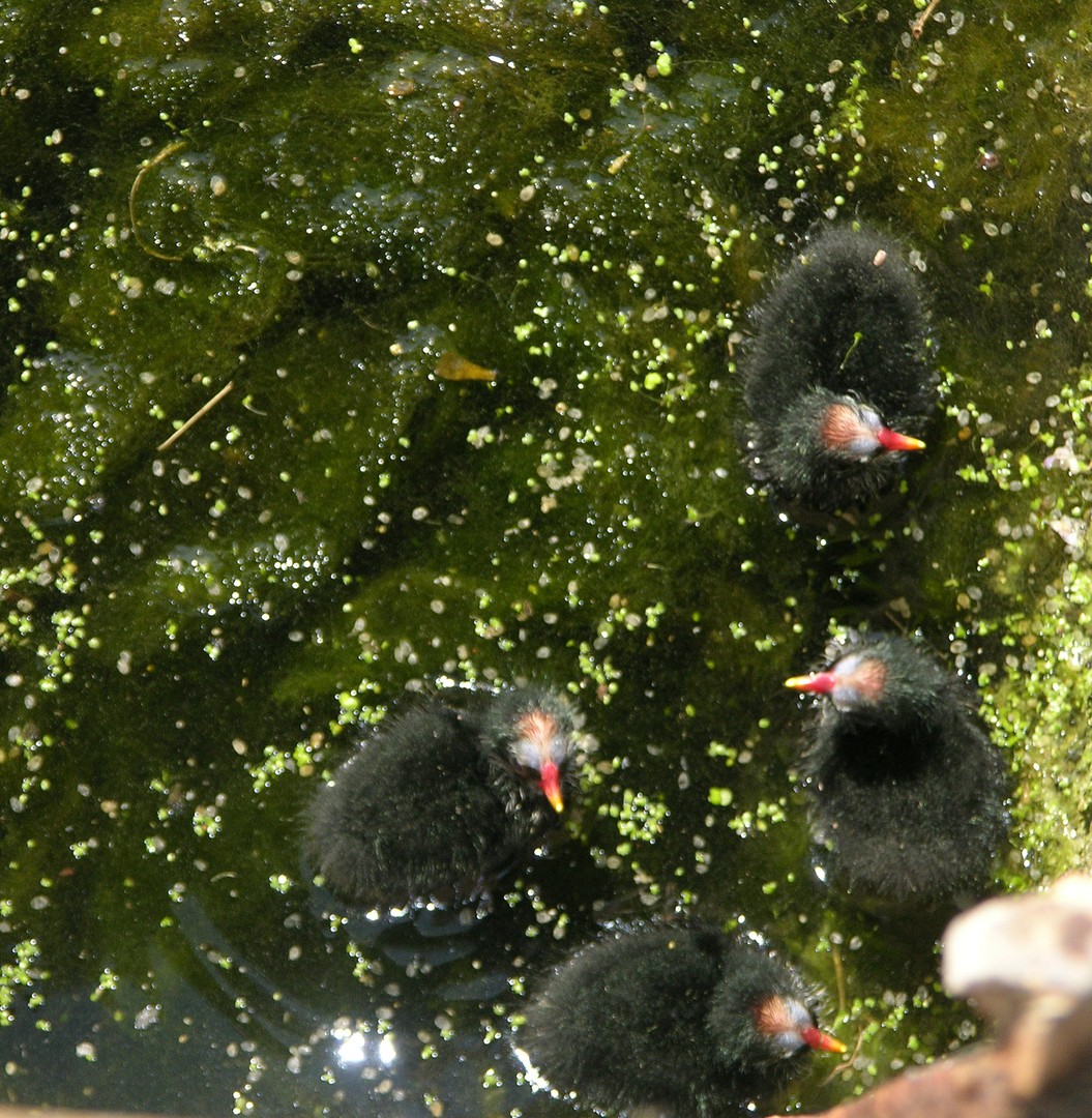 Bébés Poules d'eau