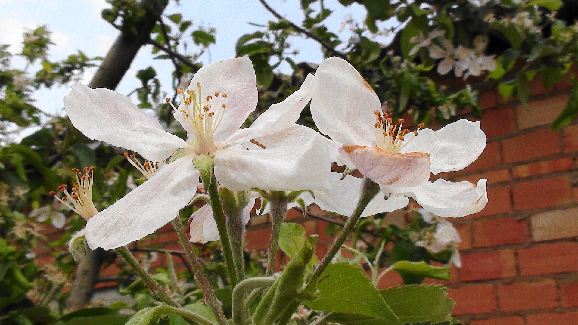 manzano en flor