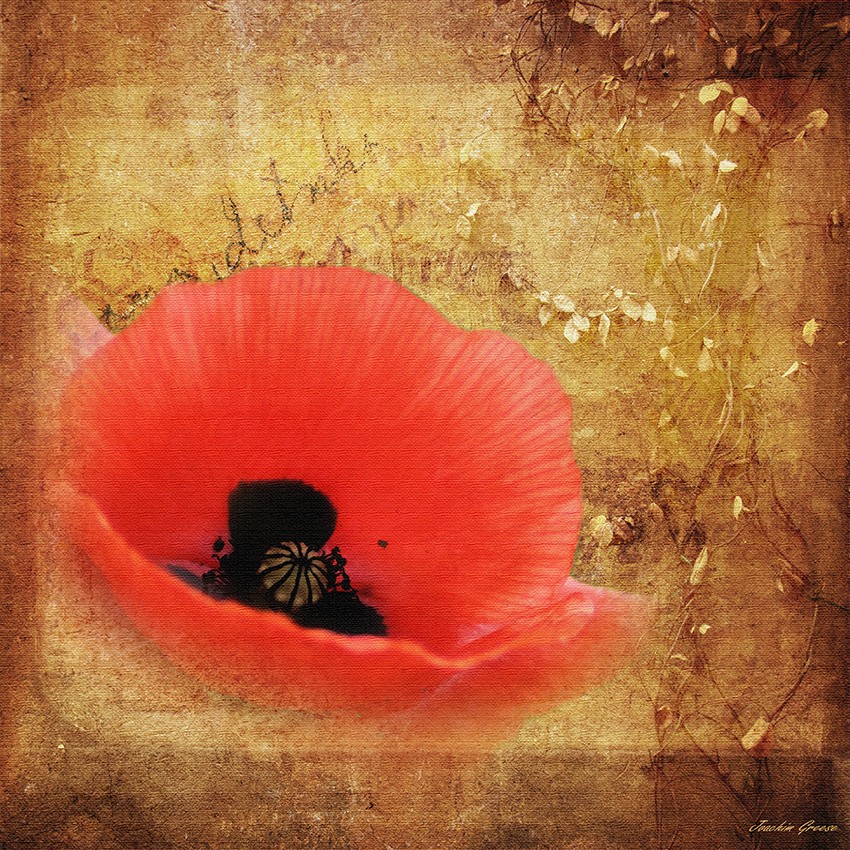 Mohn