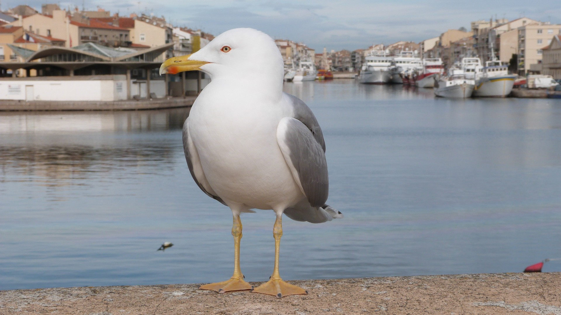 La pose de jonathan le Gabian