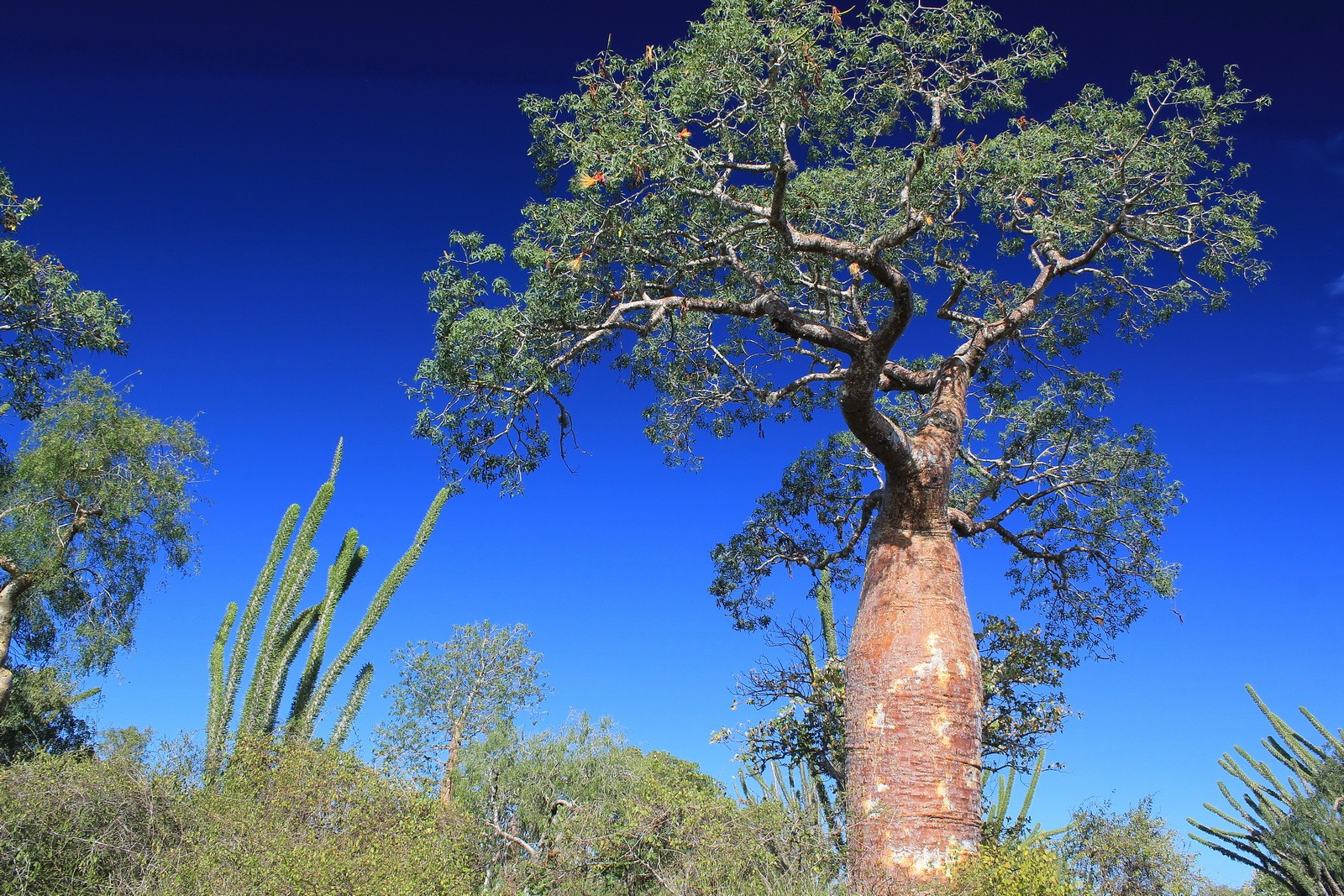 Un baobab