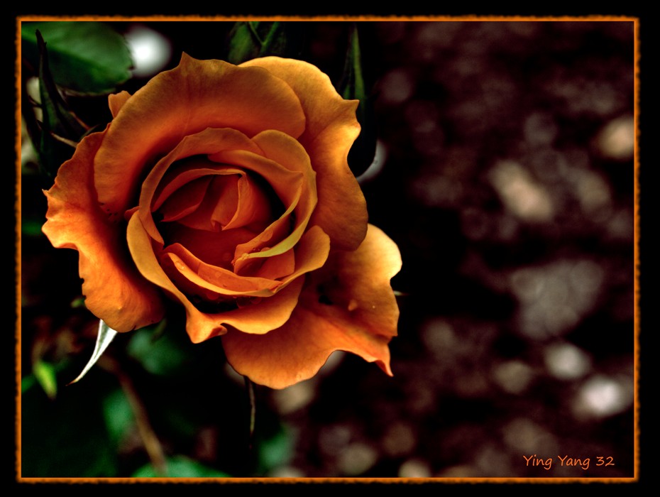 Golden Rose (ohne inneren Rahmen) 