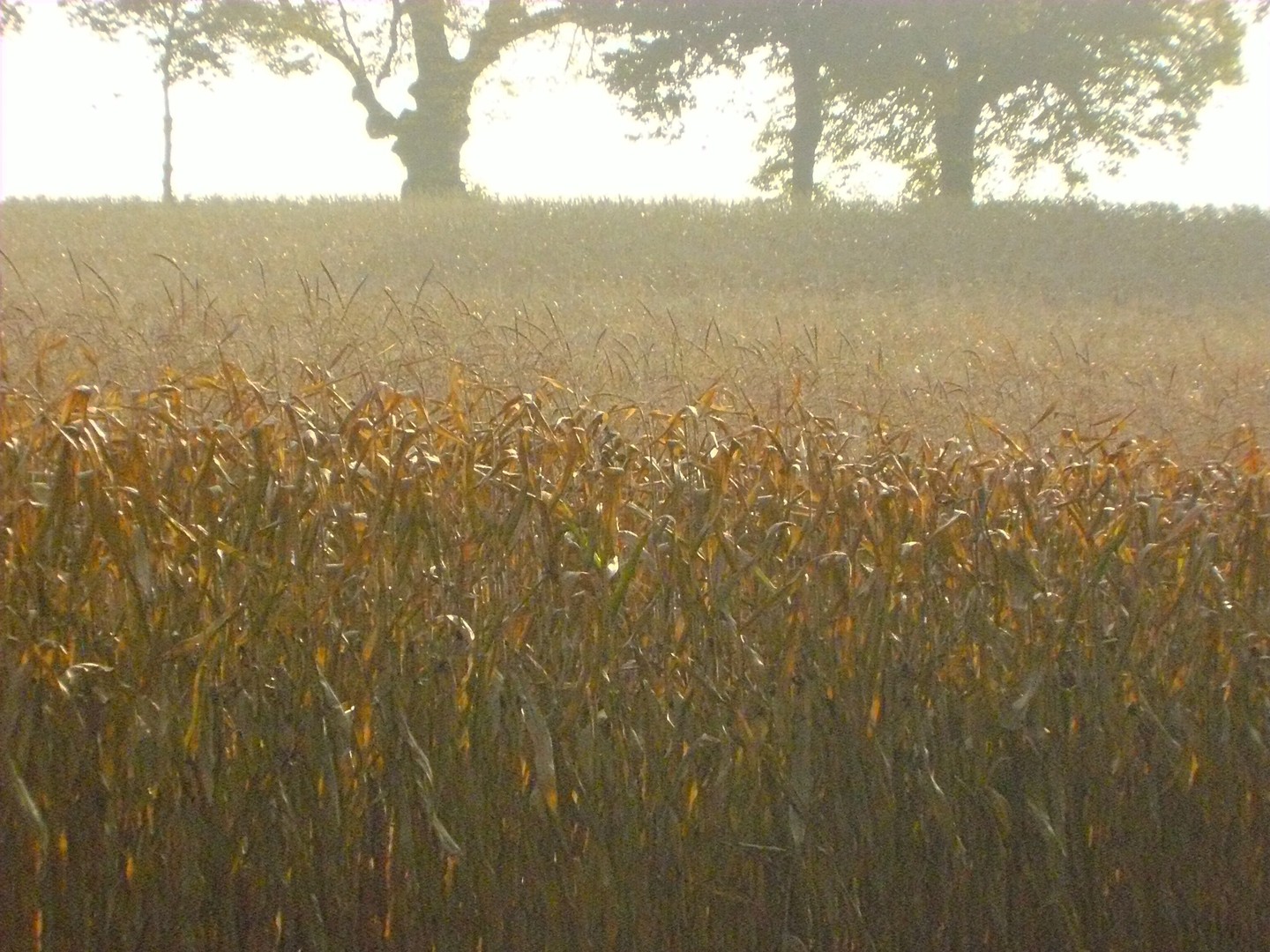 Maisfeld im Weinviertel