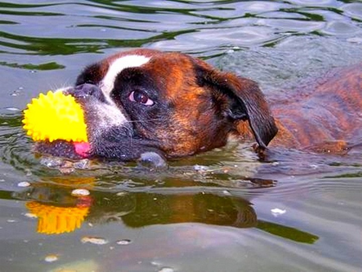 Schwimmender Boxer