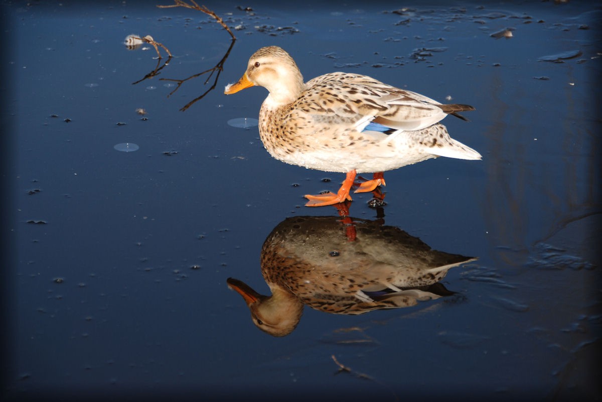 Duck in  the mirror