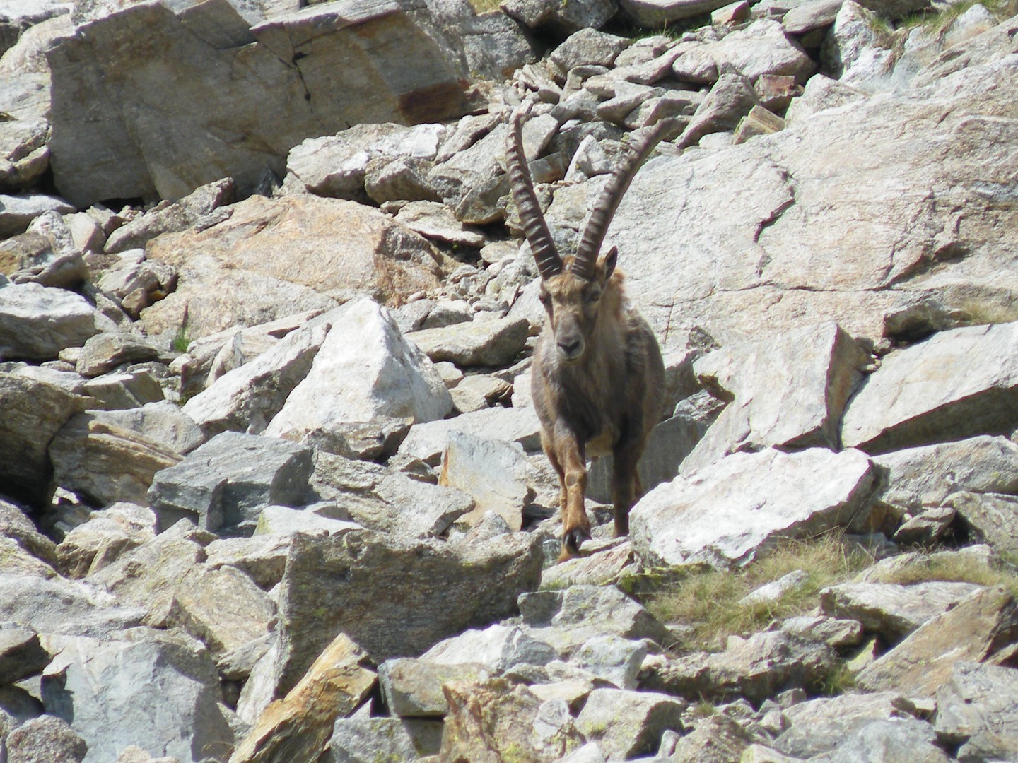 LE BOUQUETIN