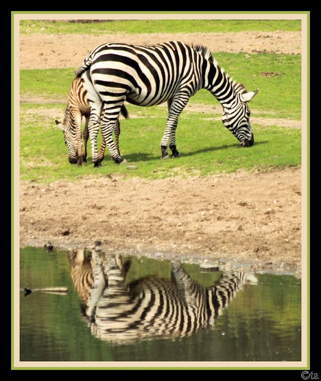 weerspiegelende zebra