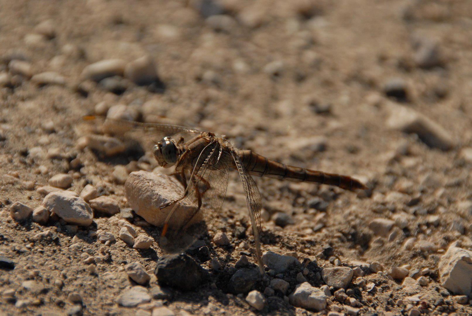 Libellula ravvicinata