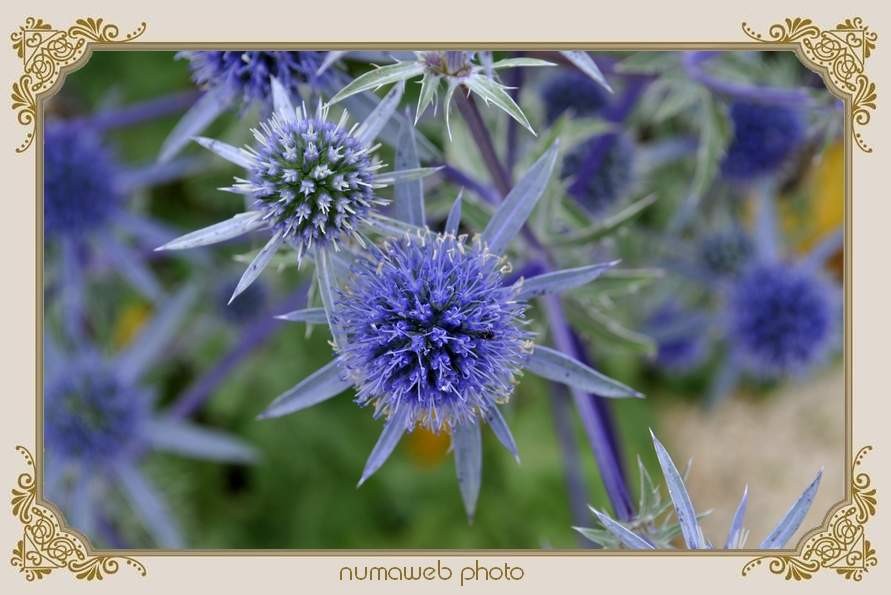 Une jolie fleur