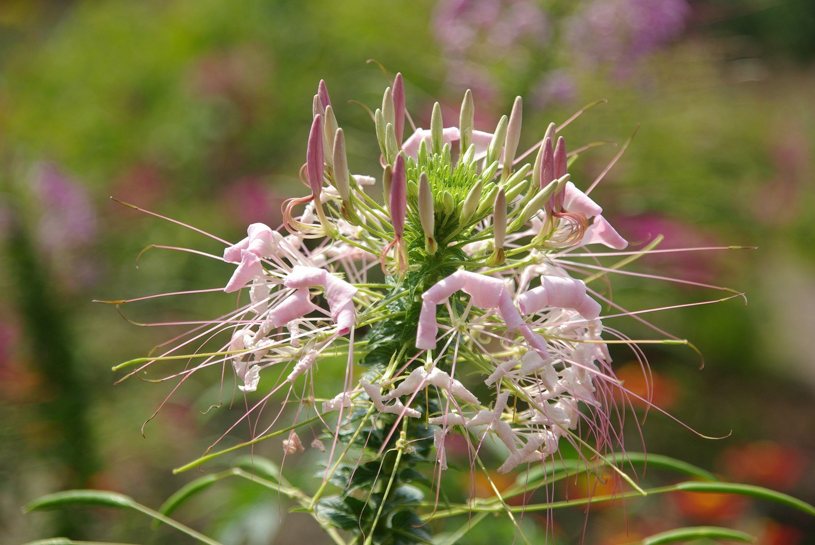 Blüte