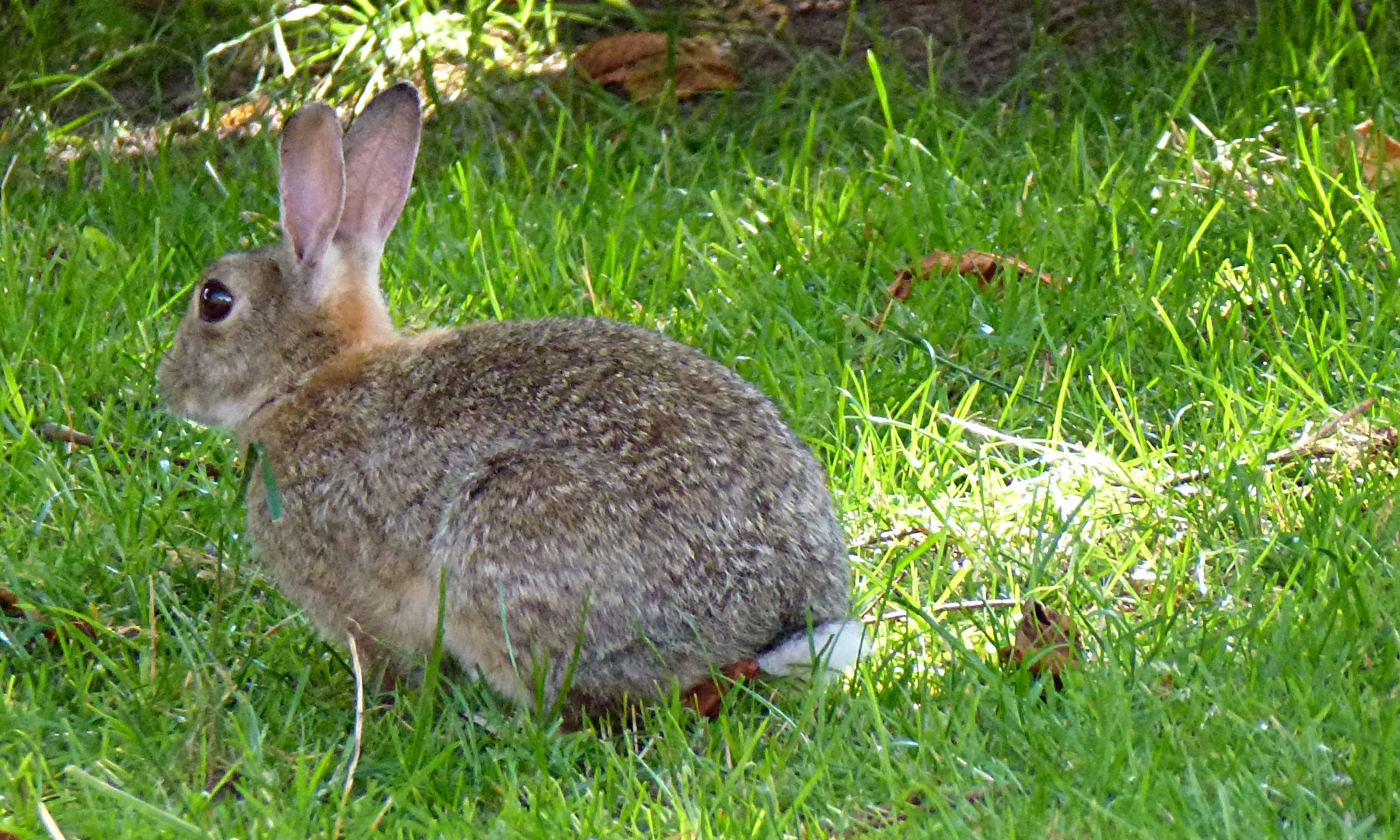 Wildkaninchen....