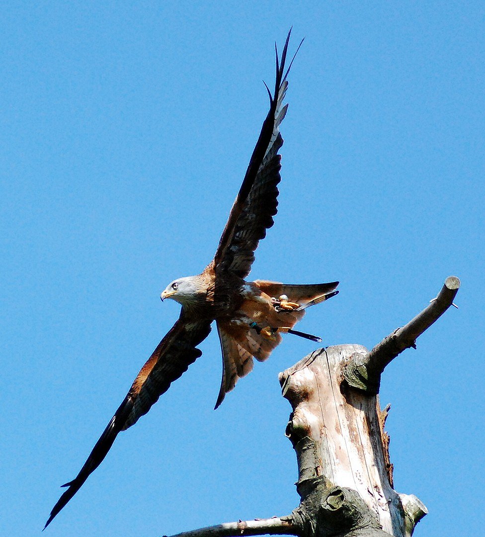 Greifvogel im flug 