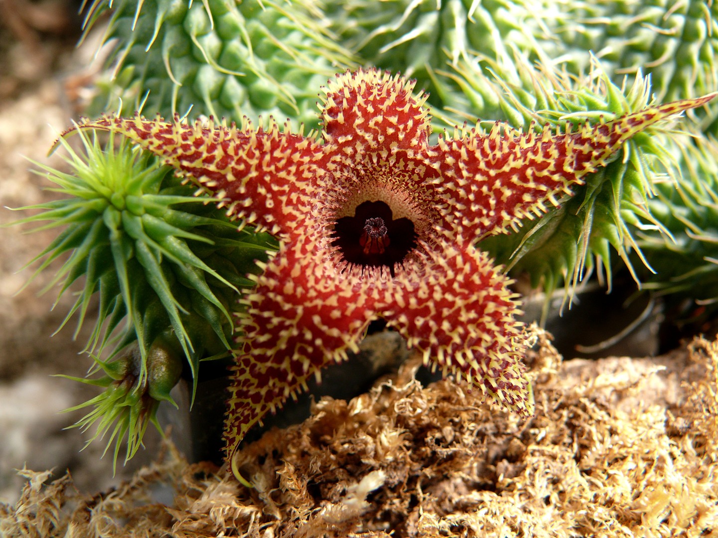 Huernia pilantsi