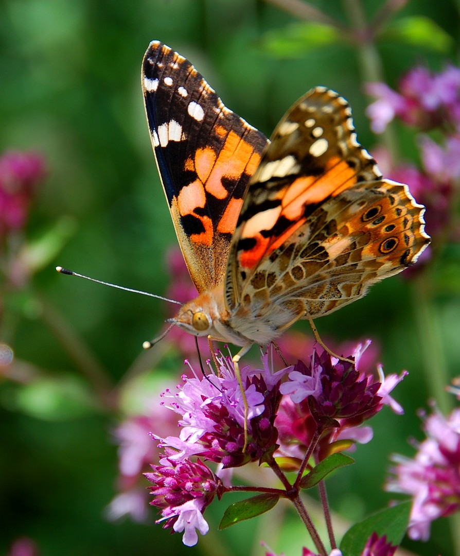 Vanessa cardui