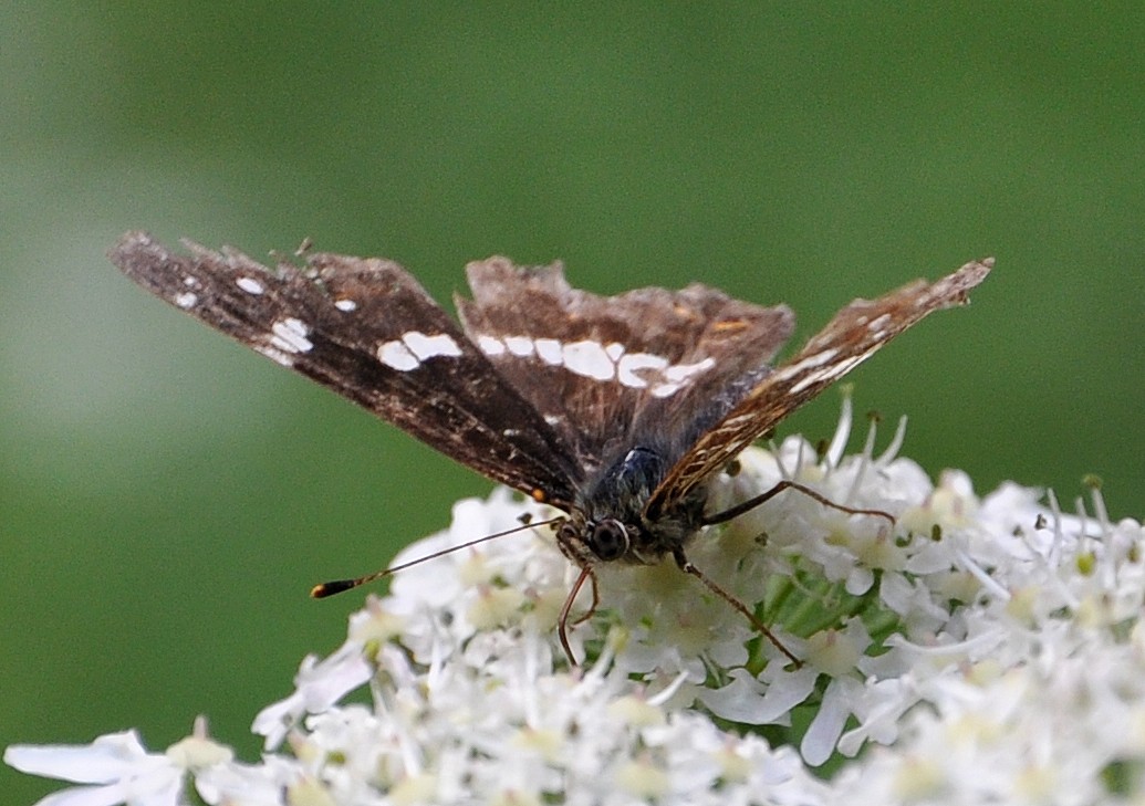 Schmetterling