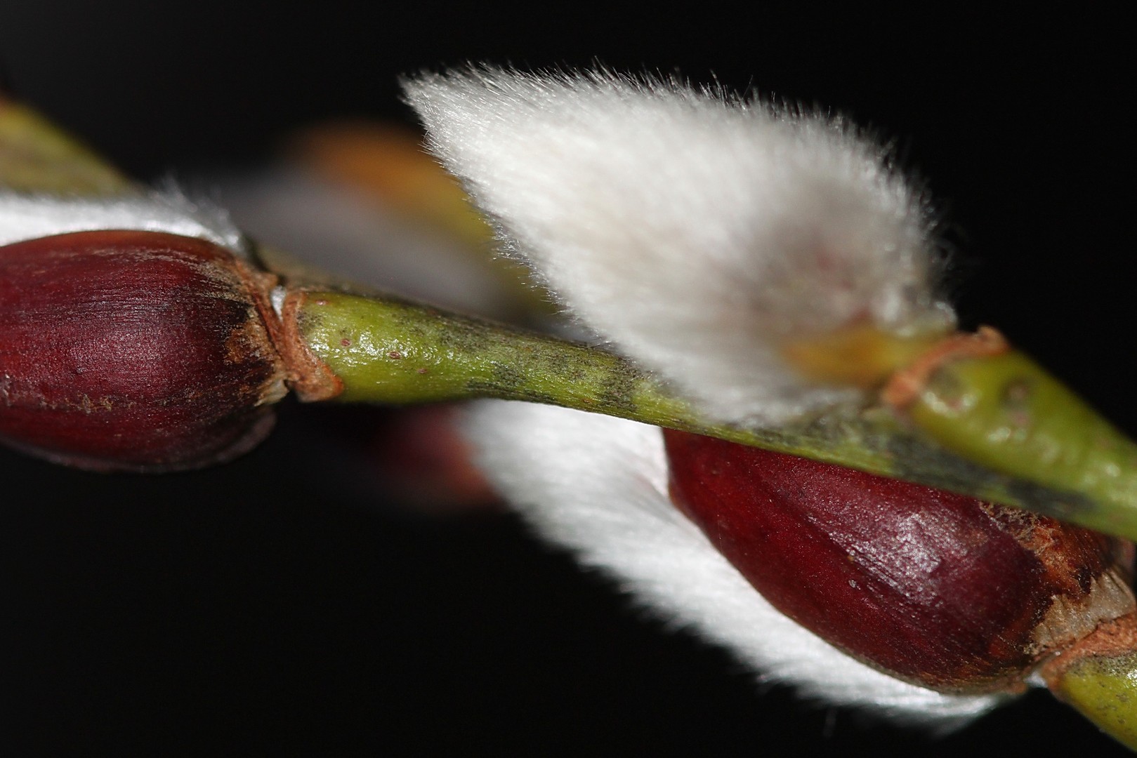 Frühlings erwachen Blütenkätzchen(Salix)