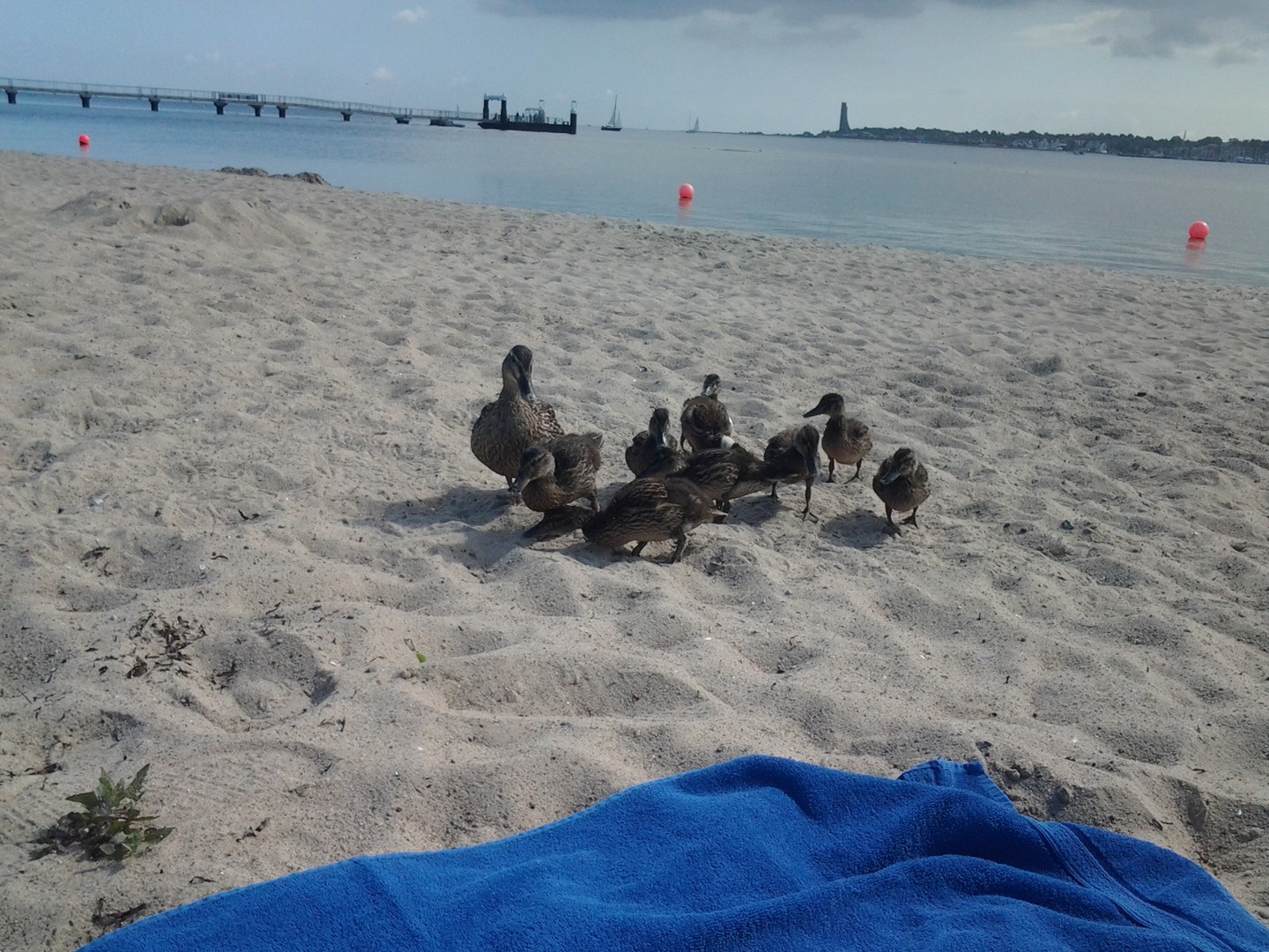 Falckensteiner Strand, Kiel (Germany)