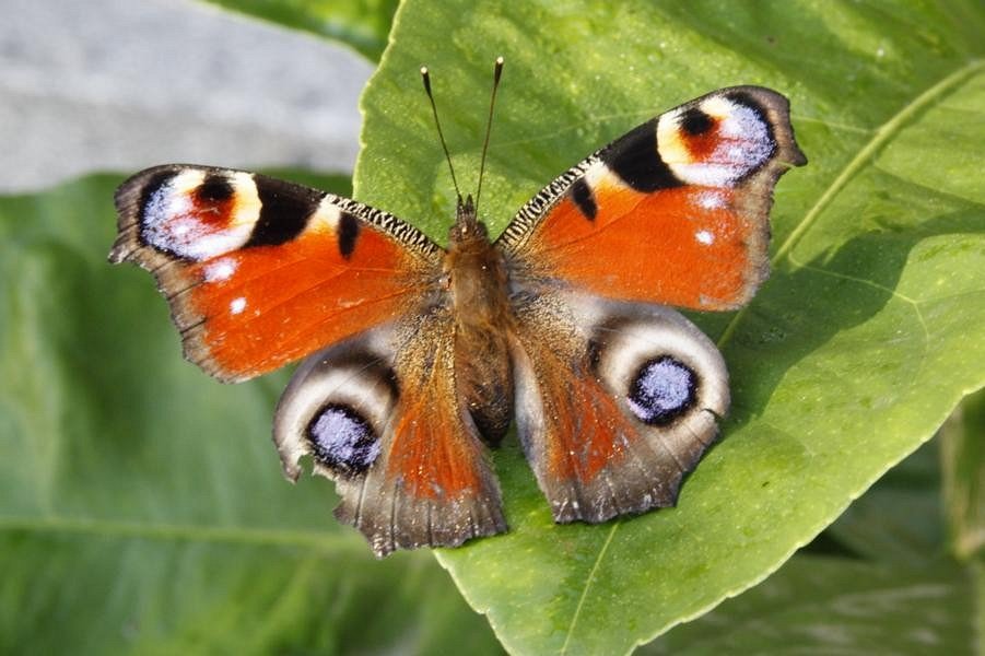 Schmetterling mit Blechschaden