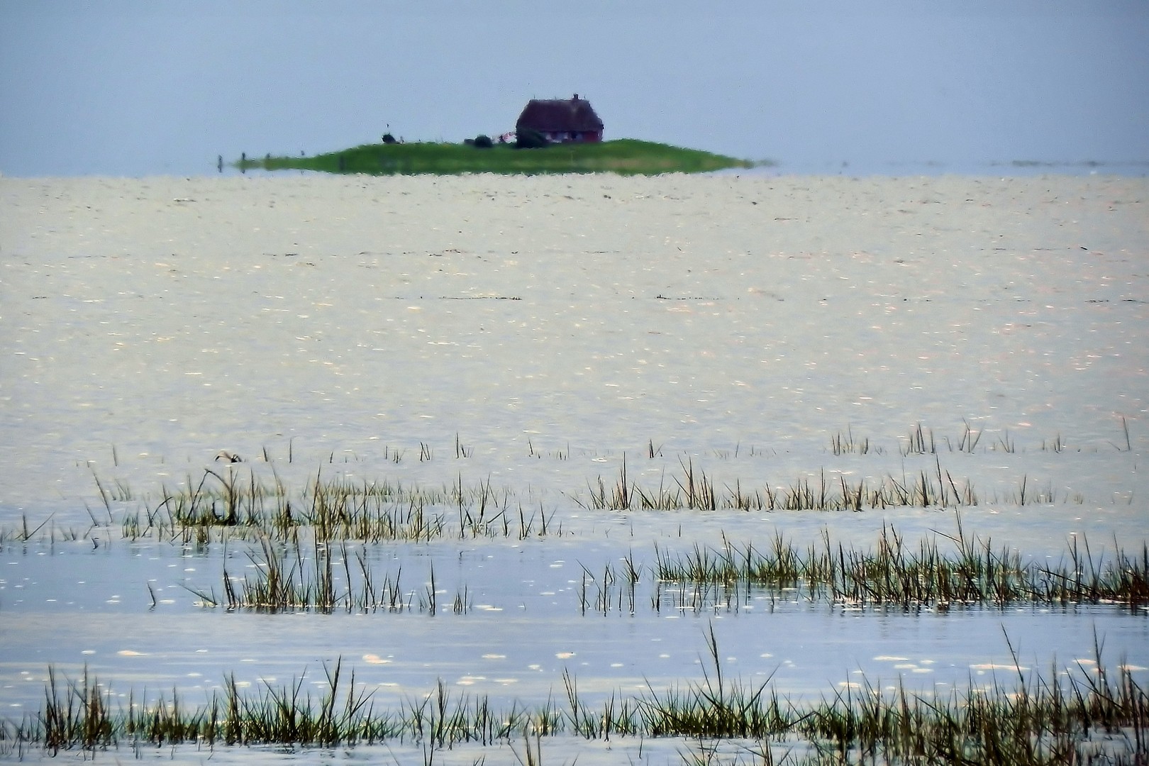 Hallig Habel